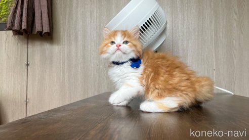 成約済の鹿児島県のミヌエット-79193の6枚目