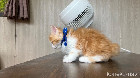 成約済の鹿児島県のミヌエット-79193の7枚目