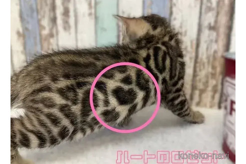 成約済の北海道のベンガル-82180の3枚目