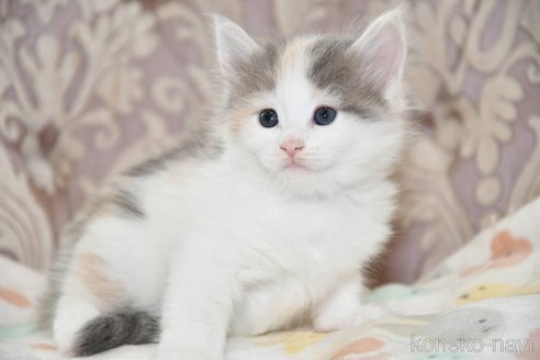 成約済の宮城県のノルウェージャンフォレストキャット-82230の3枚目