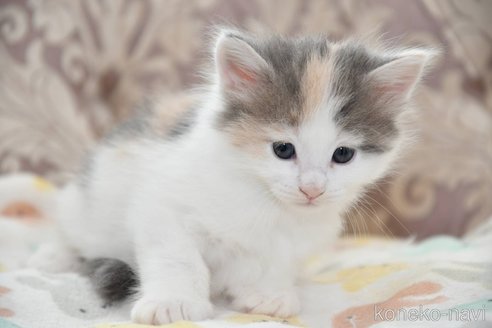 成約済の宮城県のノルウェージャンフォレストキャット-82230の2枚目
