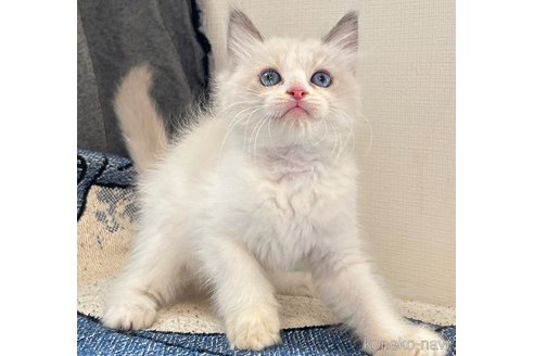 成約済の大阪府のラグドール-82246の1枚目