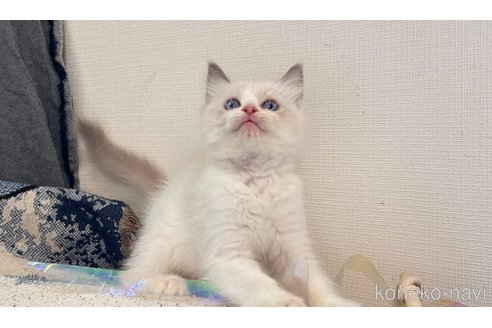 成約済の大阪府のラグドール-82246の3枚目
