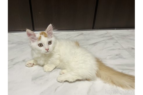 成約済の東京都のミヌエット(短足)-79231の4枚目