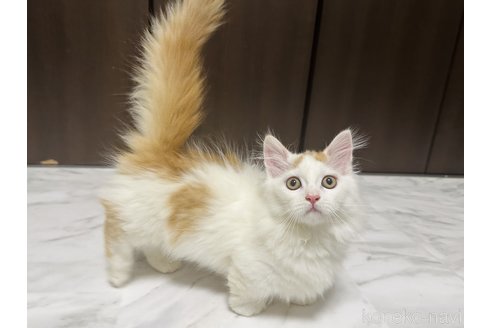 成約済の東京都のミヌエット(短足)-79231の3枚目