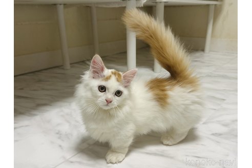 成約済の東京都のミヌエット(短足)-79231の2枚目