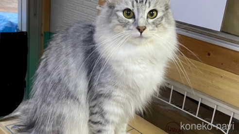 ミルクちゃん1枚目