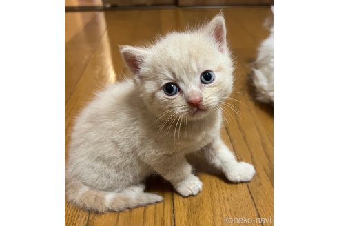 成約済の群馬県のスコティッシュフォールド-82274の2枚目