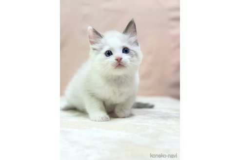 成約済の埼玉県のラグドール-80505の4枚目