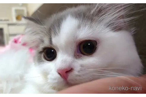 成約済の愛知県のスコティッシュフォールド-82334の3枚目