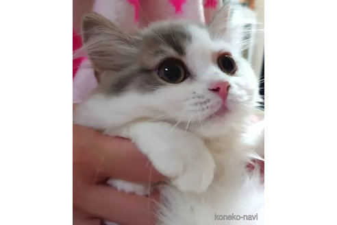 成約済の愛知県のスコティッシュフォールド-82334の5枚目