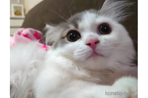 成約済の愛知県のスコティッシュフォールド-82334の4枚目