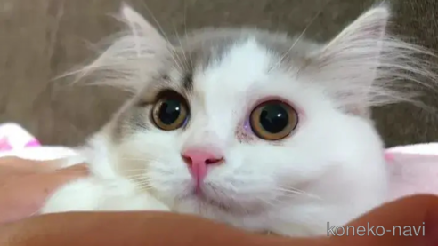 成約済の愛知県のスコティッシュフォールド-82334の1枚目