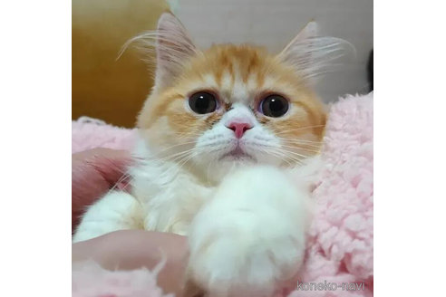 成約済の愛知県のミヌエット-82336の2枚目