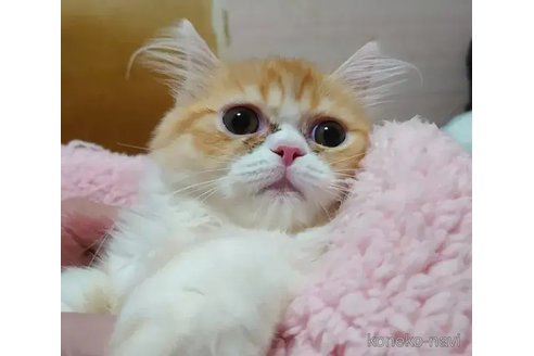 成約済の愛知県のミヌエット-82336の3枚目