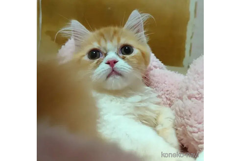 成約済の愛知県のミヌエット-82336の4枚目