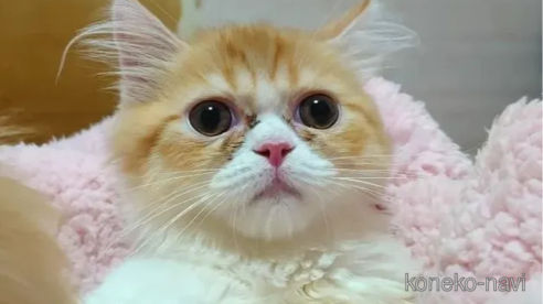 成約済の愛知県のミヌエット-82336の1枚目