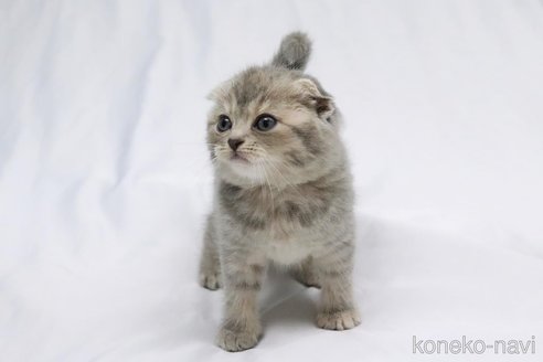 成約済の愛知県のスコティッシュフォールド(折れ耳)-82327の3枚目