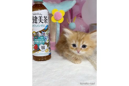 成約済の千葉県のミヌエット(短足)-82352の3枚目