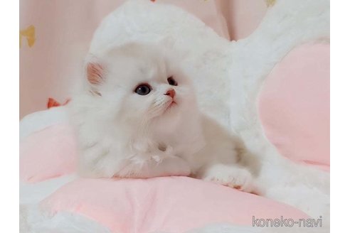 成約済の愛媛県のミヌエット-82353の2枚目