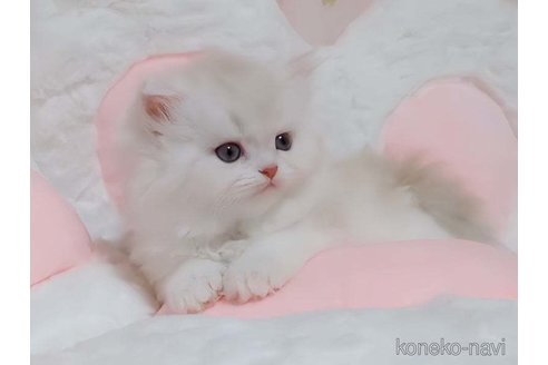 成約済の愛媛県のミヌエット-82353の3枚目