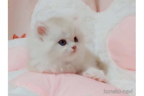 成約済の愛媛県のミヌエット-82353の4枚目