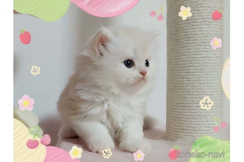 成約済の愛媛県のミヌエット-82353の6枚目