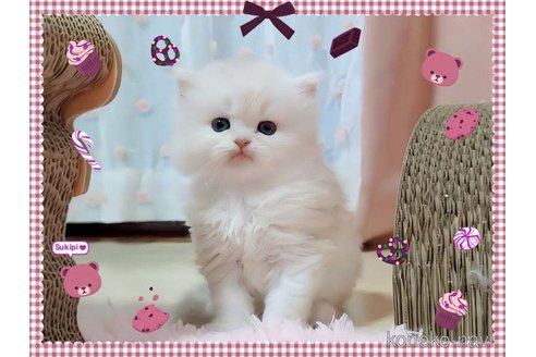 成約済の愛媛県のミヌエット-82353の5枚目