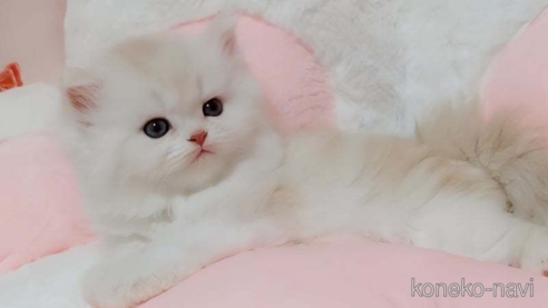 成約済の愛媛県のミヌエット-82353の1枚目