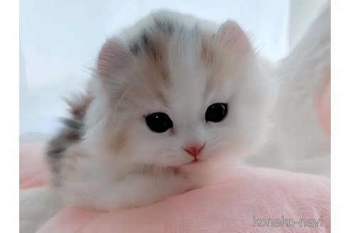 成約済の愛媛県のミヌエット-82354の2枚目