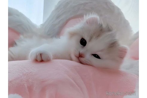 成約済の愛媛県のミヌエット-82354の3枚目