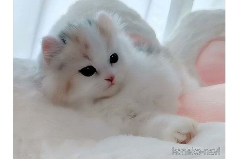 成約済の愛媛県のミヌエット-82354の4枚目