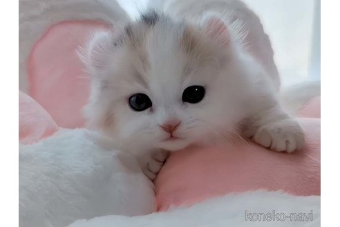 成約済の愛媛県のミヌエット-82354の5枚目