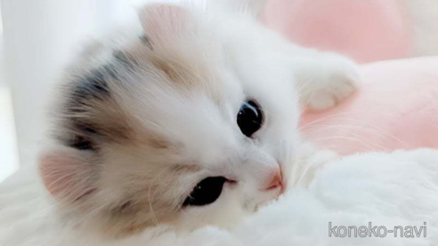 成約済の愛媛県のミヌエット-82354