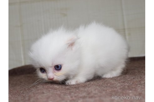 成約済の愛知県のスコティッシュフォールド(折れ耳)-82360の5枚目
