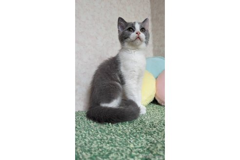 成約済の千葉県のスコティッシュフォールド-82363の3枚目