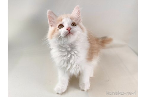 成約済の福岡県のノルウェージャンフォレストキャット-82365の2枚目