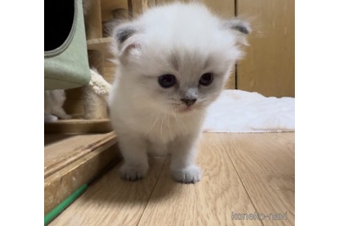 成約済の山形県のサイベリアン-82367の7枚目