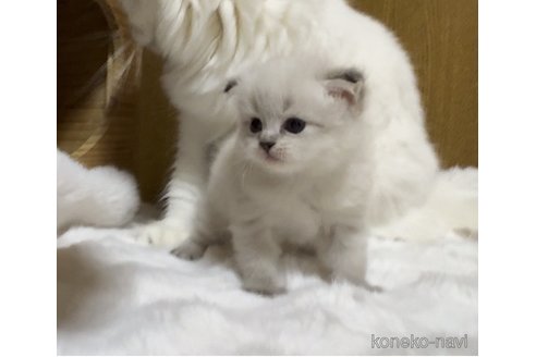 成約済の山形県のサイベリアン-82367の2枚目