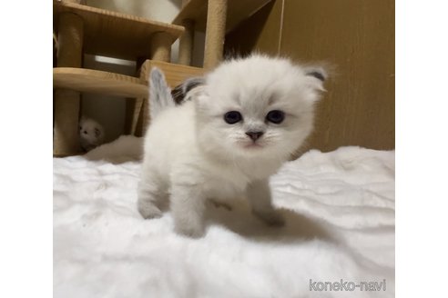 成約済の山形県のサイベリアン-82367の3枚目