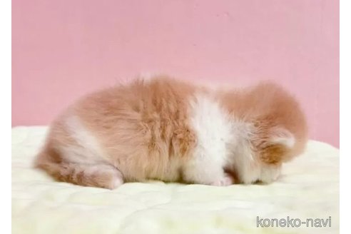 成約済の千葉県のミヌエット(短足)-82370の6枚目