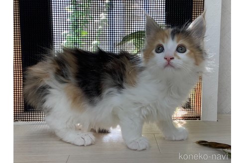 成約済の群馬県のメインクーン-82396の4枚目