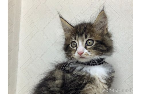 成約済の群馬県のメインクーン-82400の5枚目