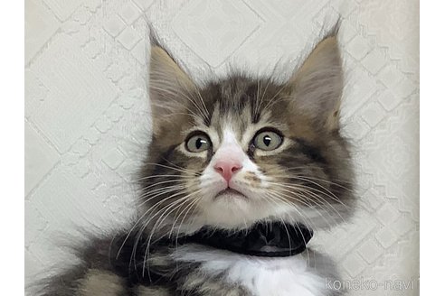 成約済の群馬県のメインクーン-82400の2枚目