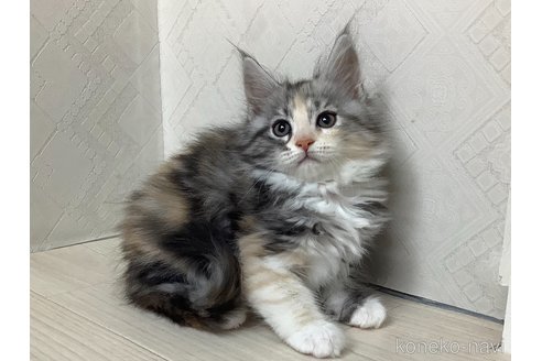 成約済の群馬県のメインクーン-82403の2枚目