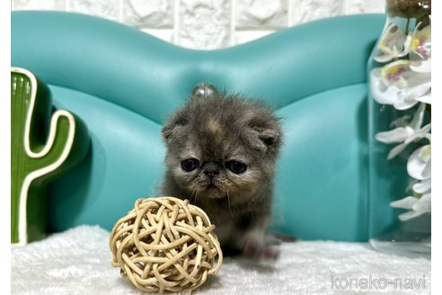 成約済の岐阜県のエキゾチックショートヘア-82404の5枚目