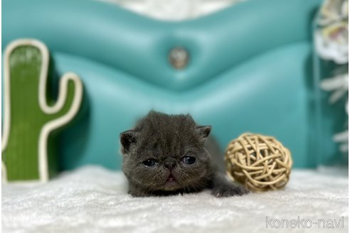 成約済の岐阜県のエキゾチックショートヘア-82405の4枚目