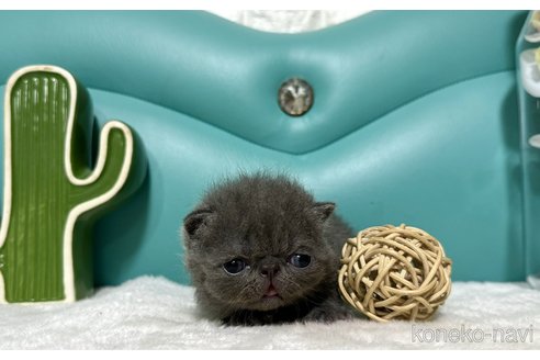 成約済の岐阜県のエキゾチックショートヘア-82405の3枚目