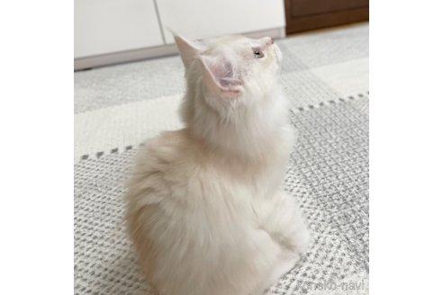 成約済の愛知県のミヌエット-81590の2枚目