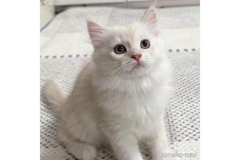 成約済の愛知県のミヌエット-81590の3枚目